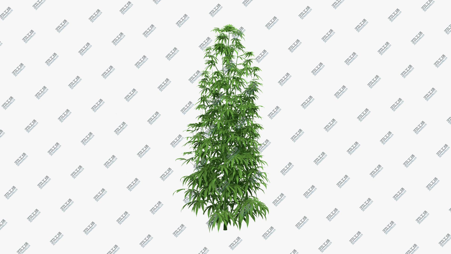 images/goods_img/2021040232/Marijuana Plant 3D model/2.jpg